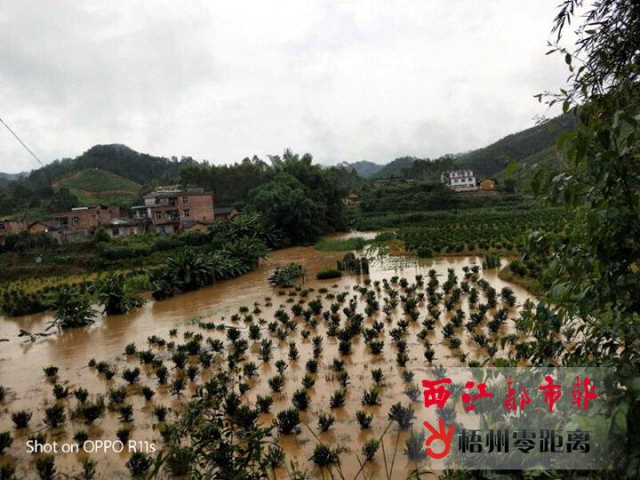 我市暴雨洪涝受灾地区有序开展农业救灾工作