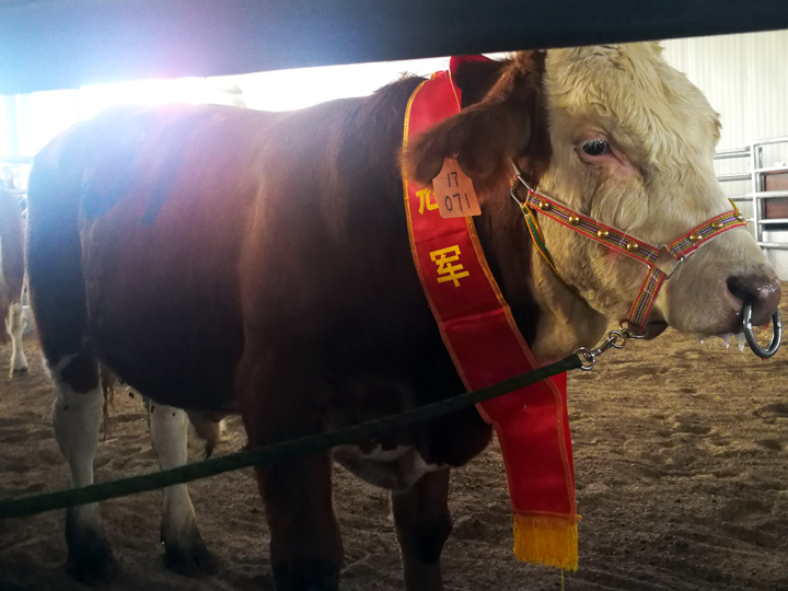 牛!首届全国种公牛拍卖会在乌拉盖管理区开幕