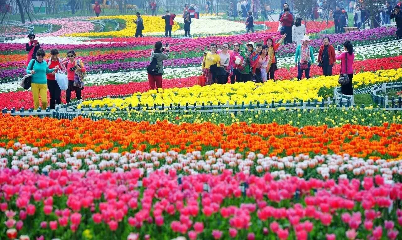 20年11月在云南大理成立的花海联盟是由从事花海旅游规划,建设