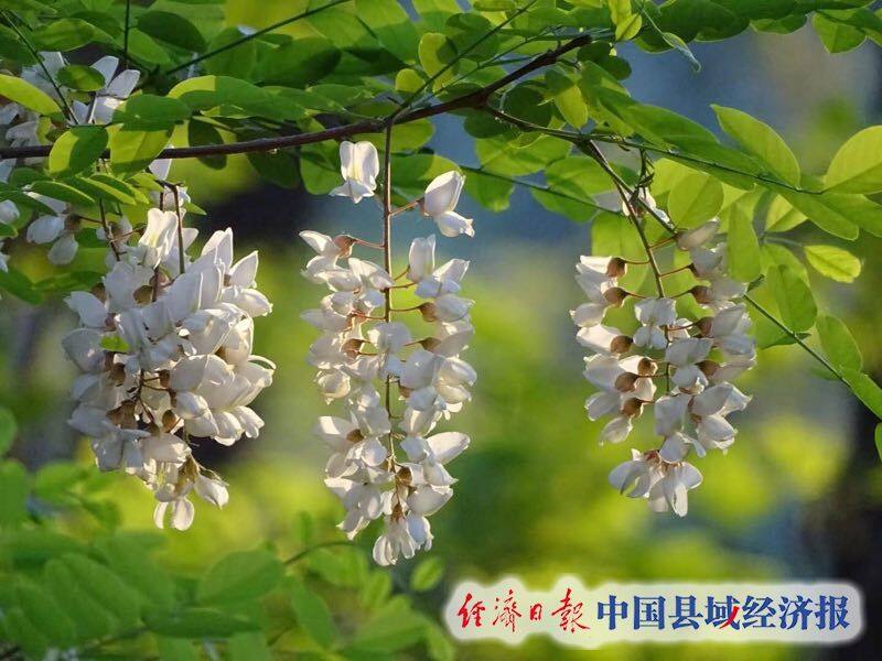 铁岭清河第十届(国际)旅游节暨第六届"槐花节"开幕