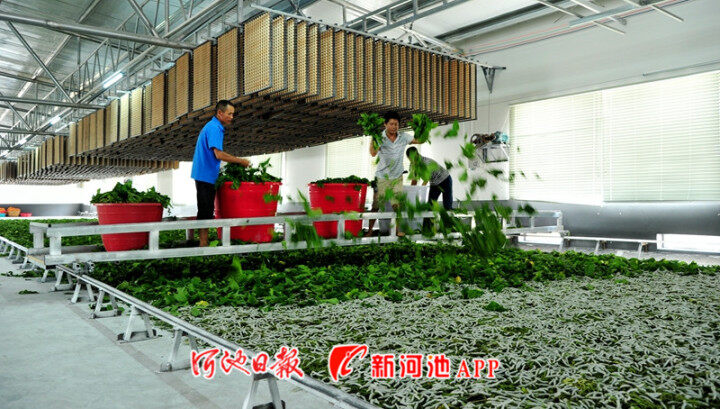 好消息！宜州获评中国特色农产品优势区