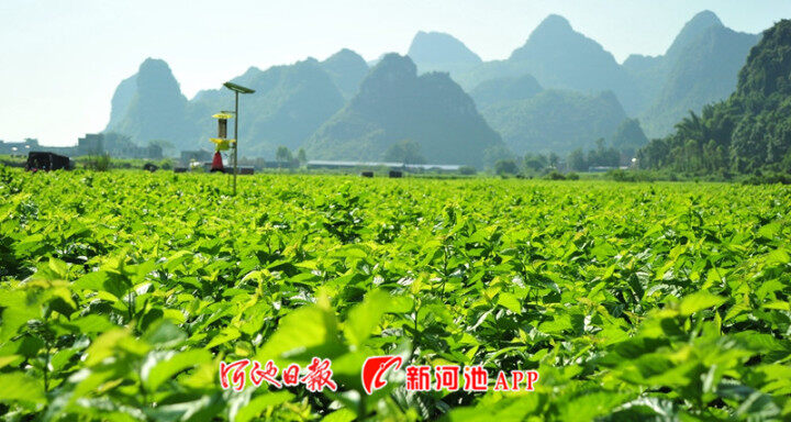 好消息！宜州获评中国特色农产品优势区