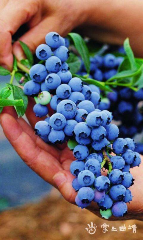 曲靖:"小蓝莓"要搞"大事情"