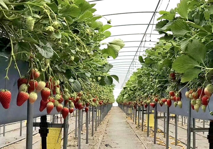 会泽首家高架立体冬草莓栽培示范种植全面完成