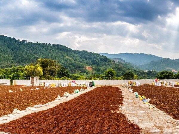 金秋时节走访"中国八角之乡"——藤县古龙镇