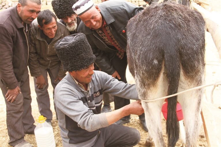 科克铁热克乡阿克欧吞村农民在挤驴奶
