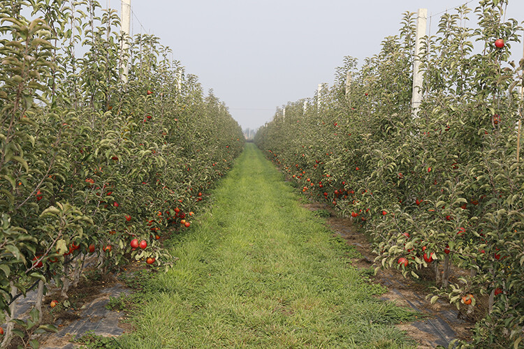 宁县海升现代农业有限公司种植的矮化密植苹果.